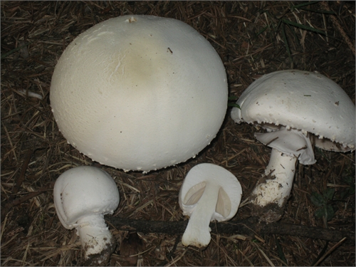 Agaricus nivescens